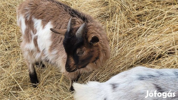 Bakocskák máshol bakolnának