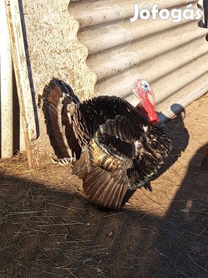 Bakpulyka költözne