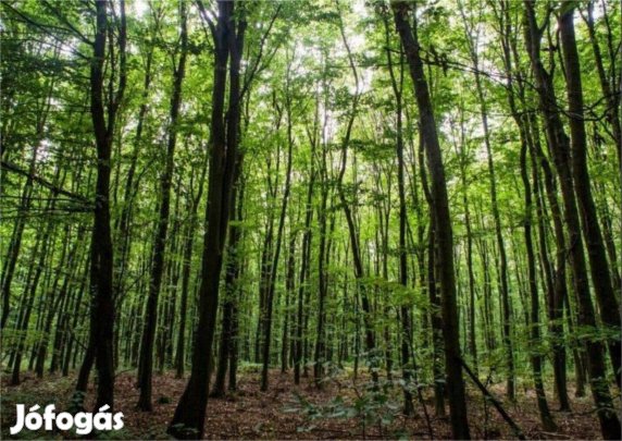 Baktalórántházán 21,5 ha vágásérett akácerdő eladó