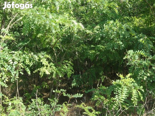 Balástyán 4 ha erdő eladó