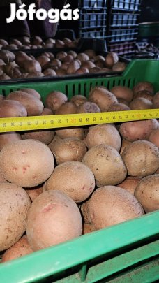 Balatoni rózsa burgonya/krumpli vető méret