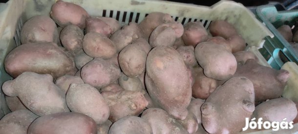 Balatoni rózsa burgonya takarmánynak való 