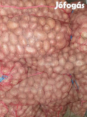 Balatoni rózsa étkezési és vető burgonya