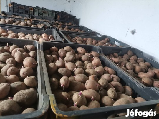 Balatoni rózsa vetőmag