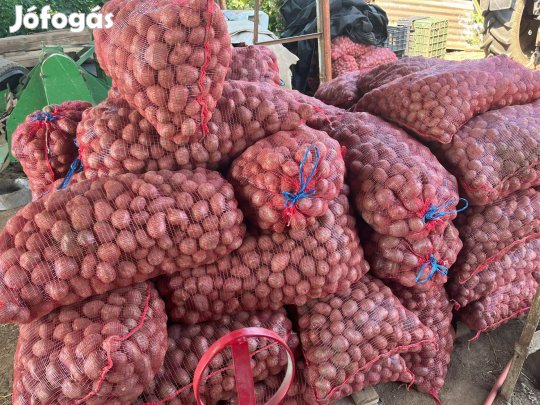 Balatoni rózsa vetőméretű burgonya