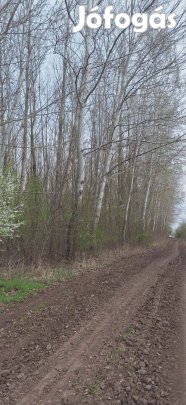 Balmazújváros mellett 4 hektár szürke nyárfa erdő eladó!