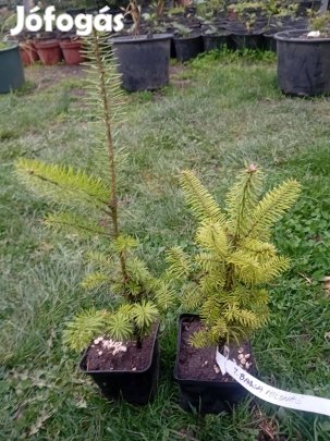 Balzsamfenyő (Abies balsamea)