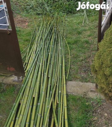 Bambusz nád szálak karónak