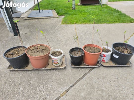 Bambusz növény cserépben, 30-40 cm