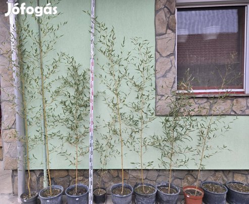 Bambusz növény konténeres