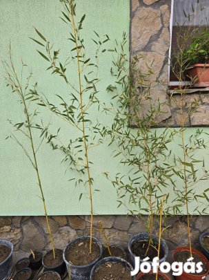 Bambusz növény konténeres