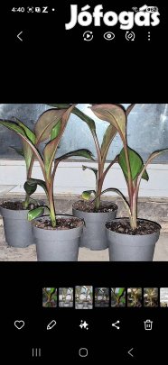 Banán banánfa Maurelli