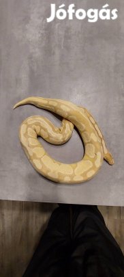 Banana nőstény király piton 