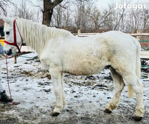 Bandi eladó vagy csere