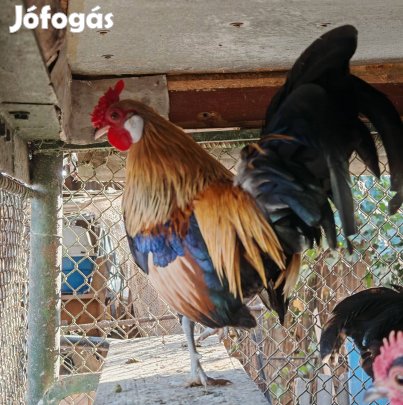 Bantam kakasok több színben eladók