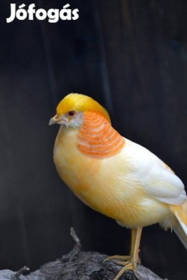 Barack aranyfácán kakas