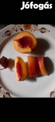 Barack csemete 50-60 cm