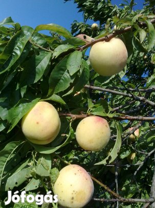Barack csemete ,parasztbarack jellegű, 2 évesek,magról nőtt