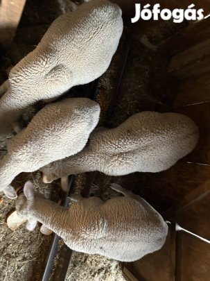 Bárány Húsvétra Eladó 