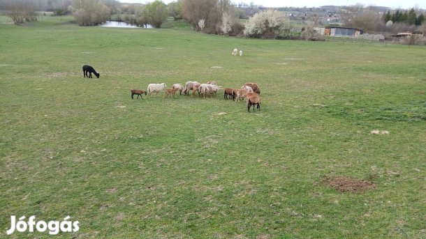 Bárány, Birka eladó