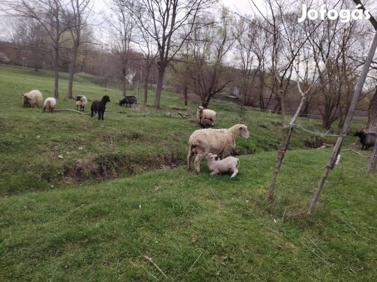 Bárány, birka, juh,