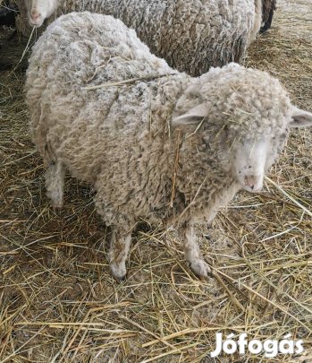 Bárány, jerke eladó 