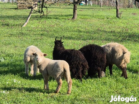 Bárány eladó