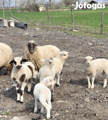 Bárány elado