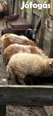 Bárány eladó