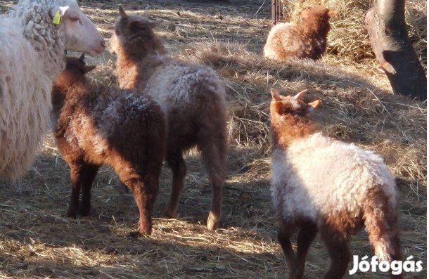 Bárány és racka juh