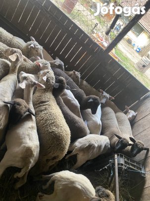 Bárány felvásárlás birka juh