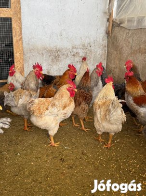 Baranyai kakasok eladók