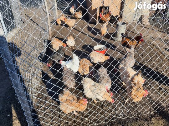 Baranyai keltetni való tojás eladó