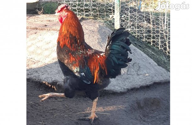 Baranyai tájfajta kakasok eladók!