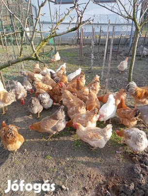 Baranyai tájjellegű tyúktojás