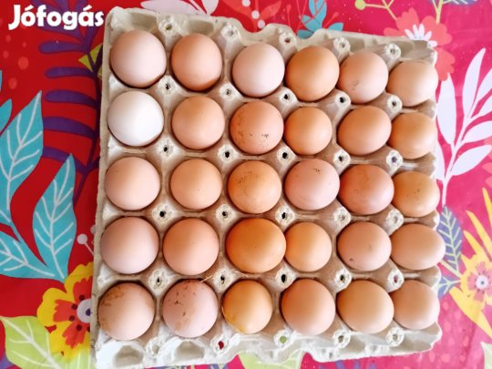 Baranyai tyúk tojás keltetésre!