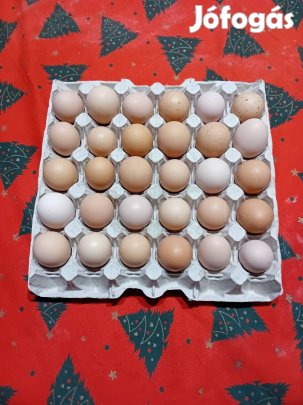 Baranyai tyúk tojás keltetésre!