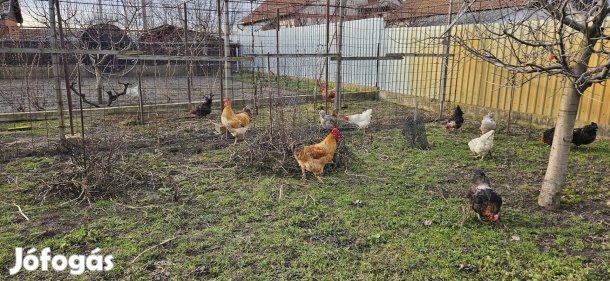 Baranyai tyúkok,kakasok  eladók!