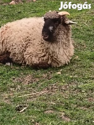 Bárányok,2 kos,1 jerke