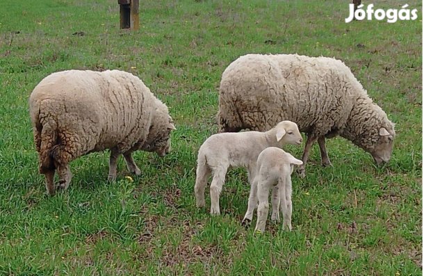 Bárányok anyjukkal eladók