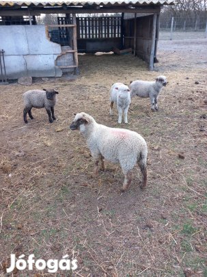 Bárányok eladóak