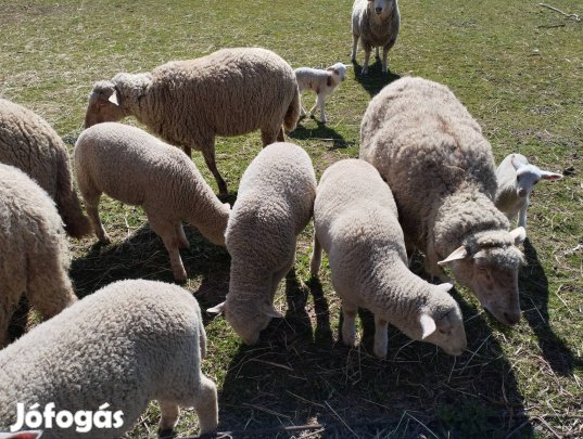 Bárányok eladók