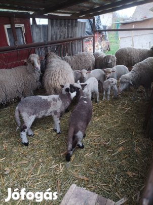Bárányok eladók