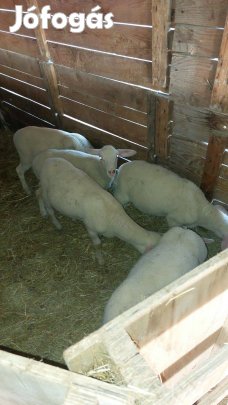 Bárányok eladók