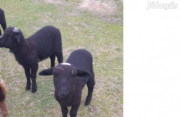 Bárányok eladók