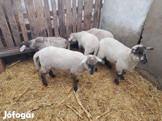 Bárányok eladók
