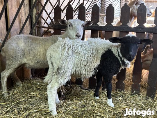 Bárányok eladók