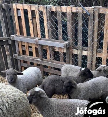 Bárányok eladók