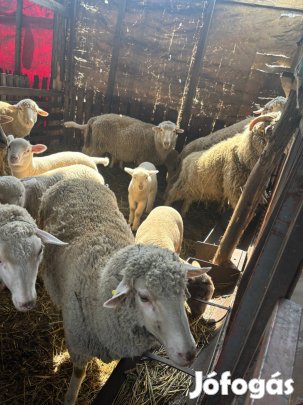 Bárányok és anya birkák