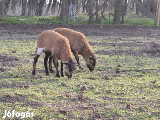 Bárányok húsvétra